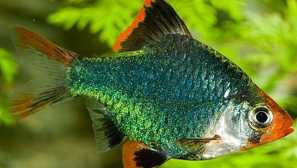 Barbus green: obsah, kompatibilita, chov, krmení, foto